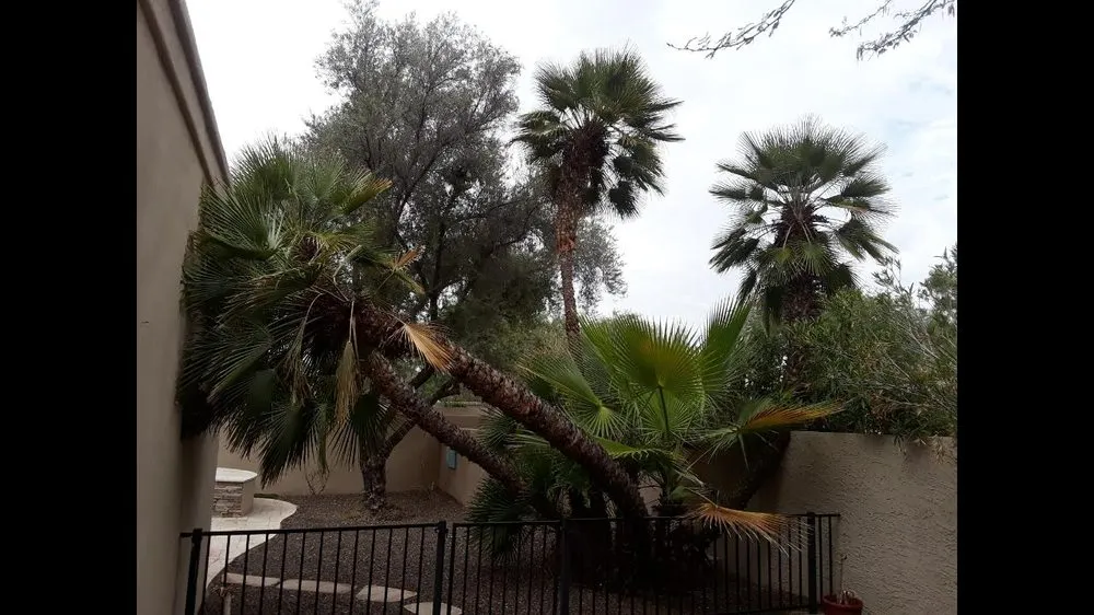 Top-rated lawn care service in Phoenix, AZ - Jose's Landscaping