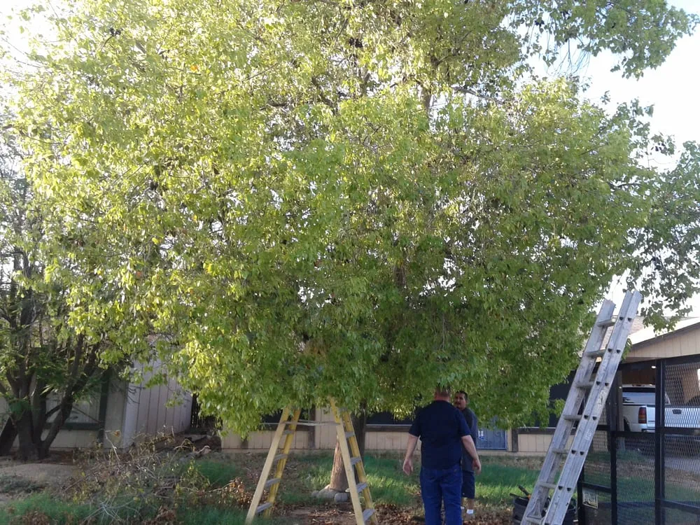 Reliable yard cleanup service experts serving Phoenix, AZ - Jose's Landscaping