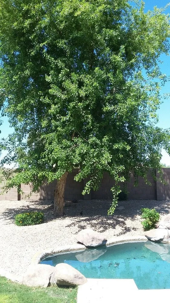 Trusted landscape design in Phoenix, AZ by Jose's Landscaping