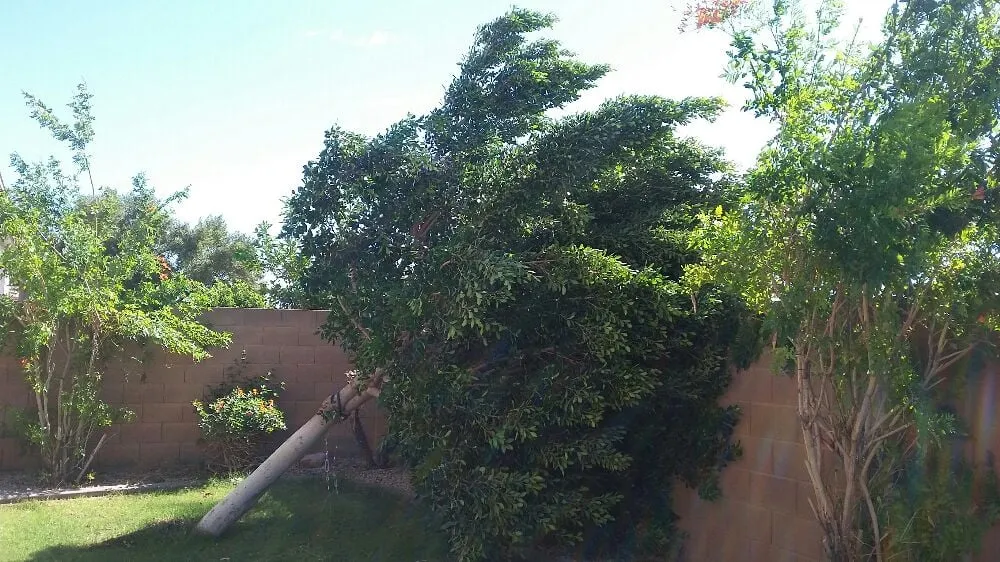 Reliable garden landscaping in Phoenix, AZ - Jose's Landscaping