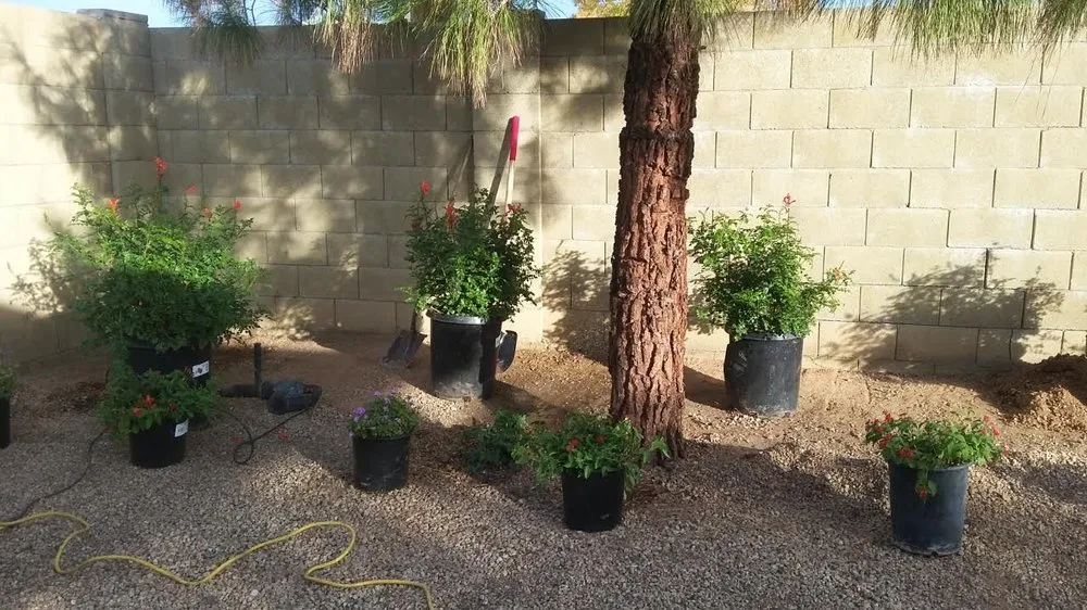 Trusted yard maintenance near you in Phoenix, AZ by Jose's Landscaping