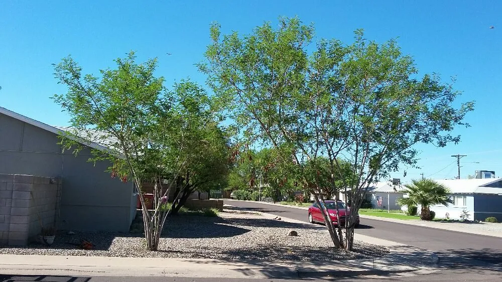 Affordable lawn mowing service in Phoenix, AZ by Jose's Landscaping