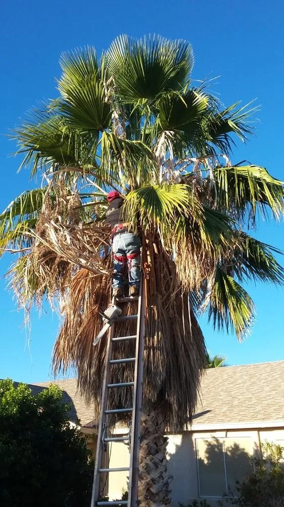 Reliable landscaping services in Phoenix, AZ by Jose's Landscaping