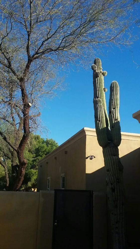 Reliable landscaping services in Phoenix, AZ by Jose's Landscaping