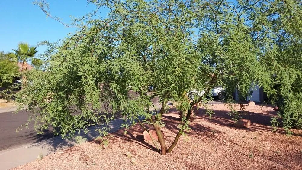 Trusted landscape design experts serving Phoenix, AZ - Jose's Landscaping