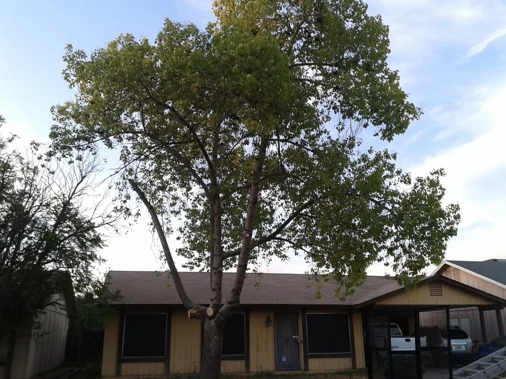 Expert yard cleanup service experts serving Phoenix, AZ - Jose's Landscaping