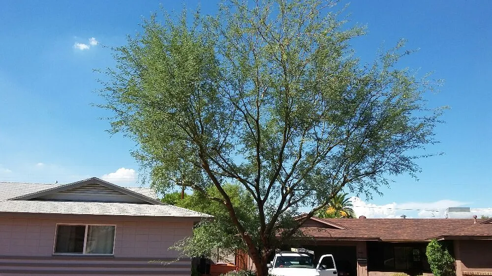 Reliable landscaping services with custom design across Phoenix, AZ - Jose's Landscaping