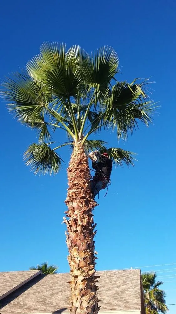 Trusted yard maintenance for year-round maintenance across Phoenix, AZ - Jose's Landscaping