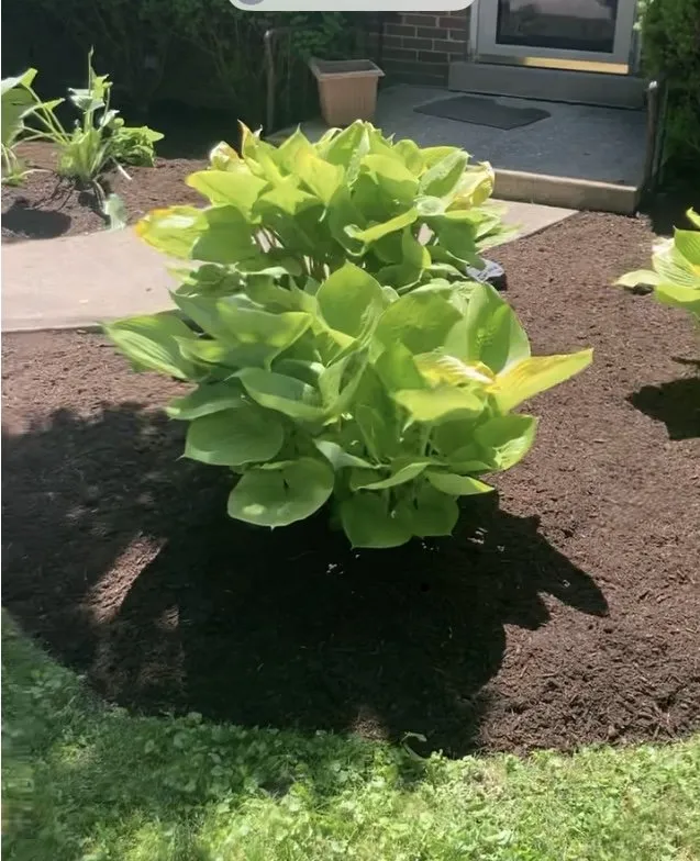 Expert lawn care service experts serving Wheeling, IL - Jose's Landscaping