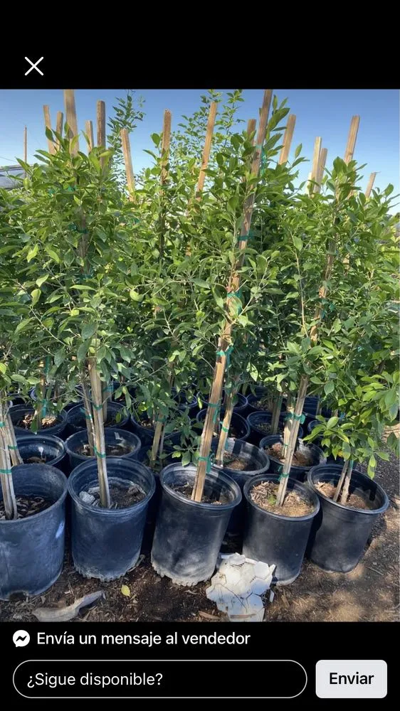 Top-rated landscaping services with custom design across Phoenix, AZ - Jose’s Lawn Care