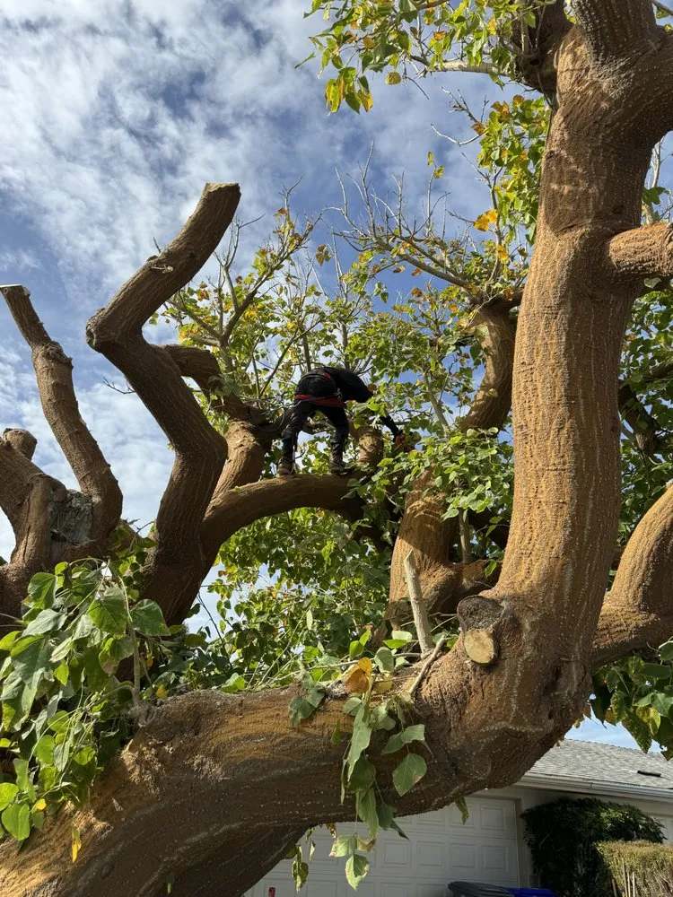 Local landscaping services experts serving Oxnard, CA - Jose’s Lawn Service & Hardscaping