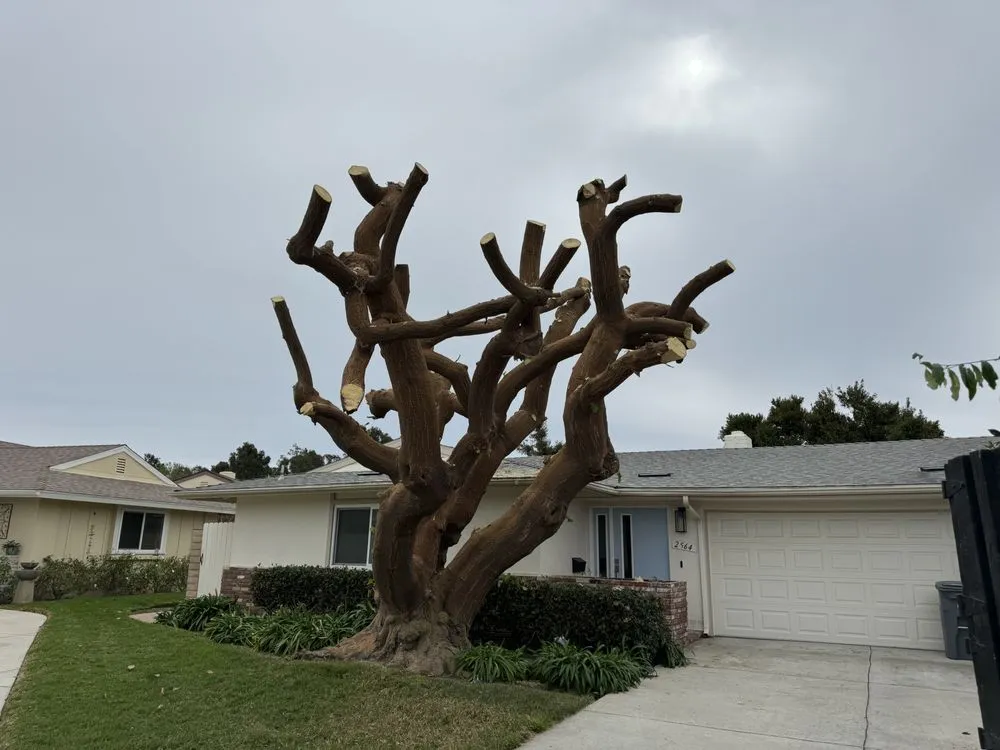 Professional yard maintenance in Oxnard, CA - Jose’s Lawn Service & Hardscaping