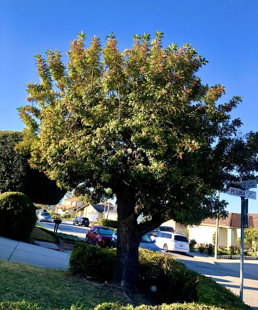 Professional lawn care service in West Covina, CA by Jose's Lawn Services