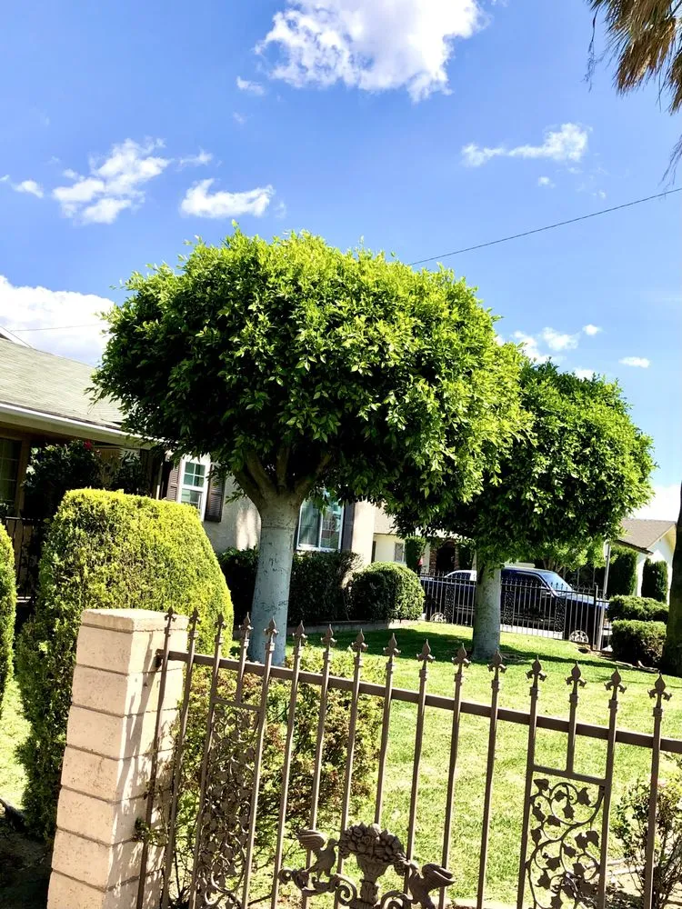 Affordable landscaping services for beautiful yards in West Covina, CA by Jose's Lawn Services