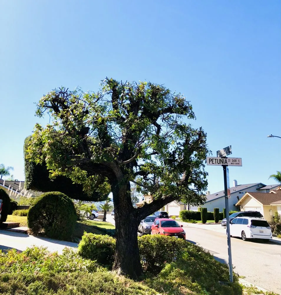 Professional garden landscaping in West Covina, CA - Jose's Lawn Services