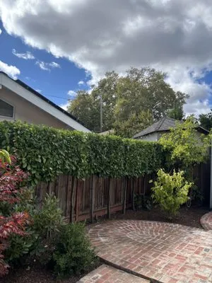 Jose’s Maintenance and Landscaping Logo