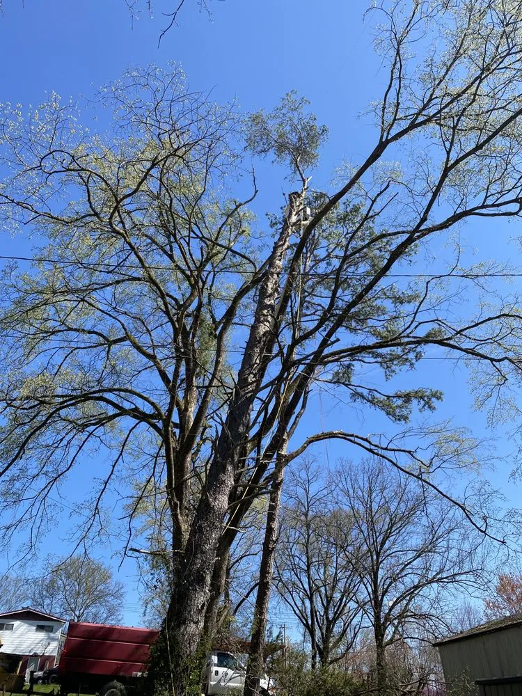 Affordable landscaping services for beautiful yards across Maryville, TN - Jose's professional tree service and mowing