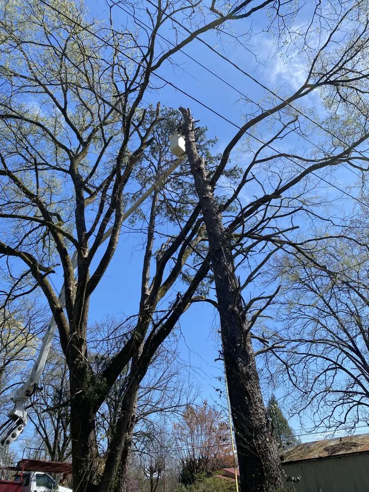 Custom landscape design in Maryville, TN by Jose's professional tree service and mowing