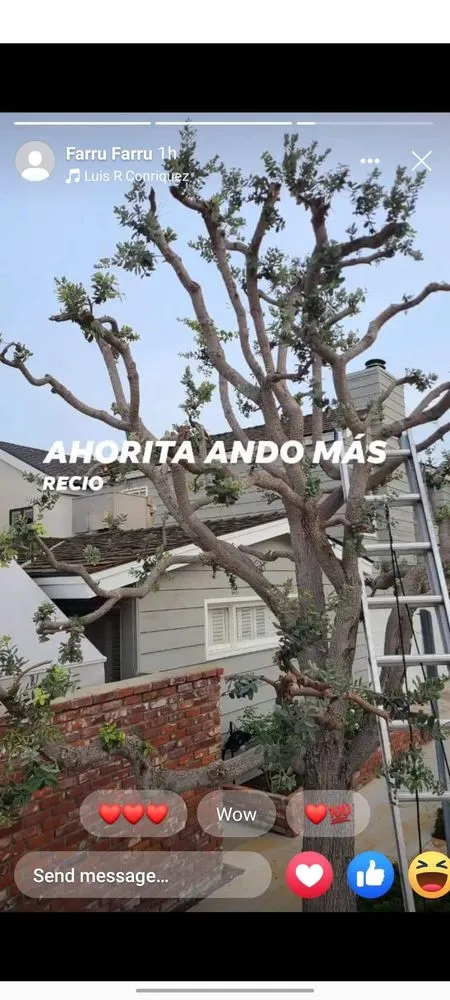 Local yard maintenance experts serving Costa Mesa, CA - Jose's Rivera Landscaping