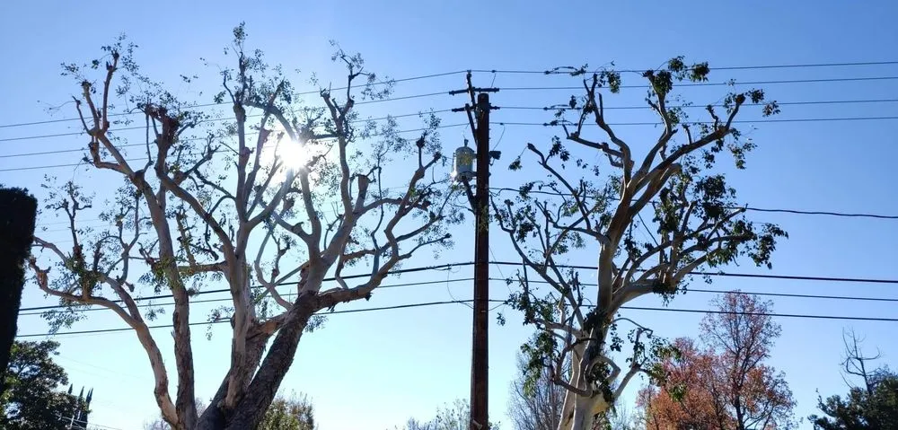 Local garden landscaping for outdoor upgrades in Costa Mesa, CA by Jose's Rivera Landscaping