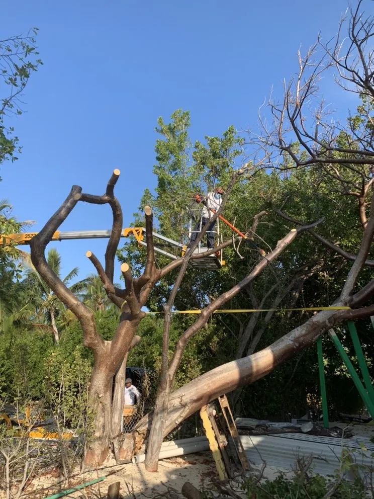 Top-rated outdoor landscaping in Tavernier, FL by Joses Yard Maintenance