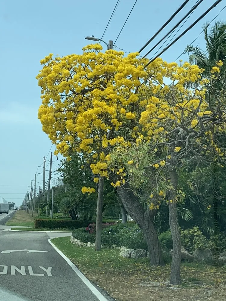 Professional landscaping services for homes in Tavernier, FL by Joses Yard Maintenance