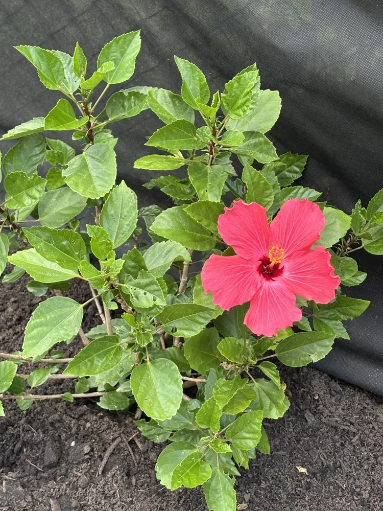 Trusted yard maintenance experts serving Wayne, MI - Josh and Toms Dreamscapes