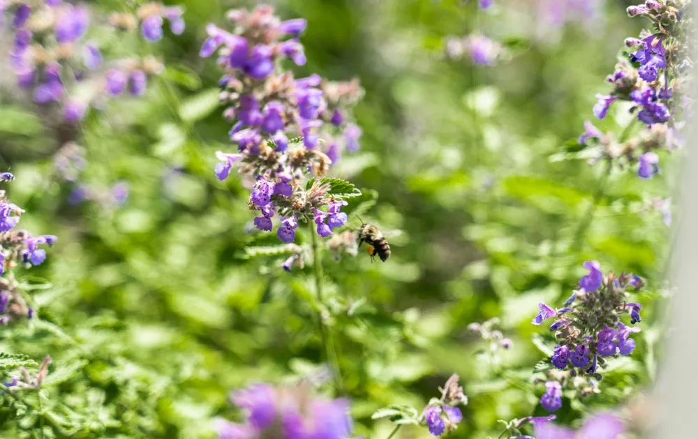 Trusted yard cleanup service in Honeoye Falls, NY by Josh Landscape