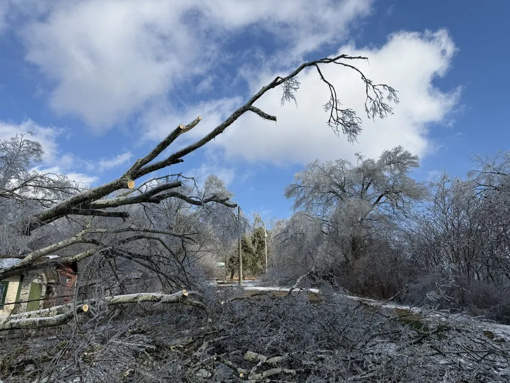 Expert yard cleanup service in Franklin, TN - Josh Martin Tree Service