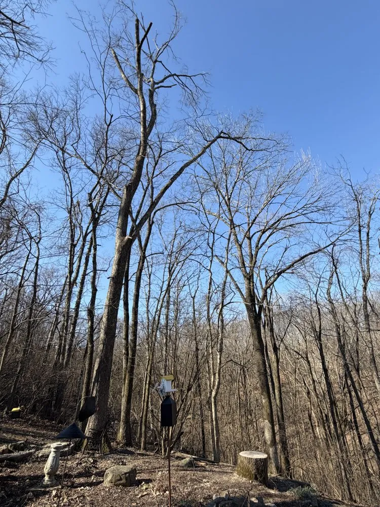Trusted residential landscaping with custom design in Franklin, TN by Josh Martin Tree Service