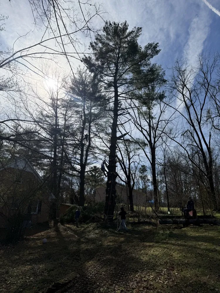 Reliable yard maintenance in Franklin, TN by Josh Martin Tree Service