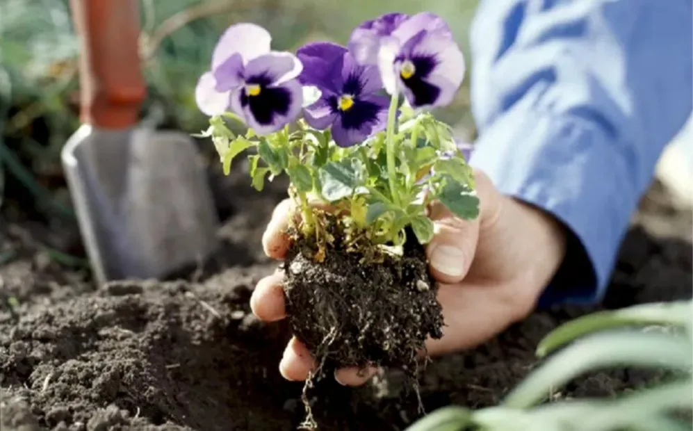 Professional residential landscaping with custom design across Garner, NC - Josh Matherly