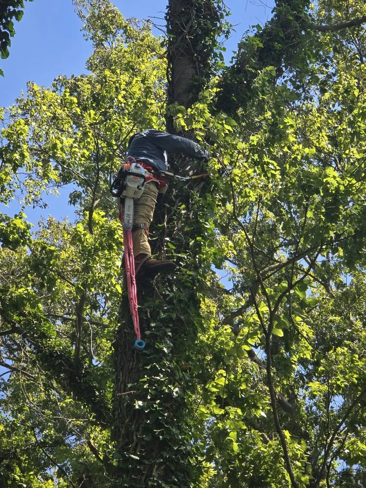 Trusted lawn care service for beautiful yards across Shelbyville, KY - Josh Tree and landscaping Services