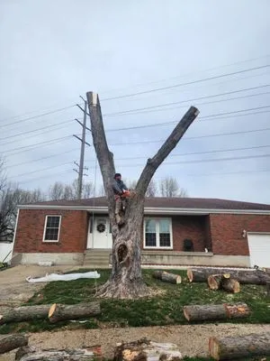 Josh Tree and landscaping Services Logo