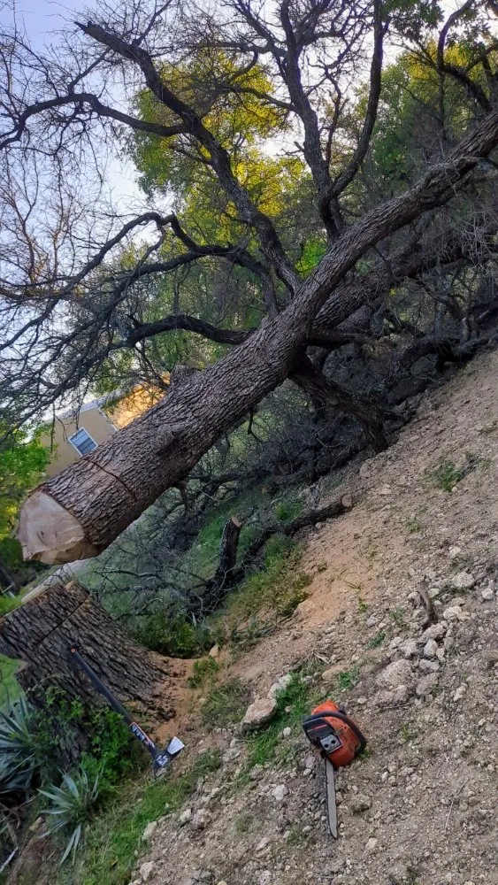 Affordable yard cleanup service in Azle, TX - Josh's Tree Service and Landscaping