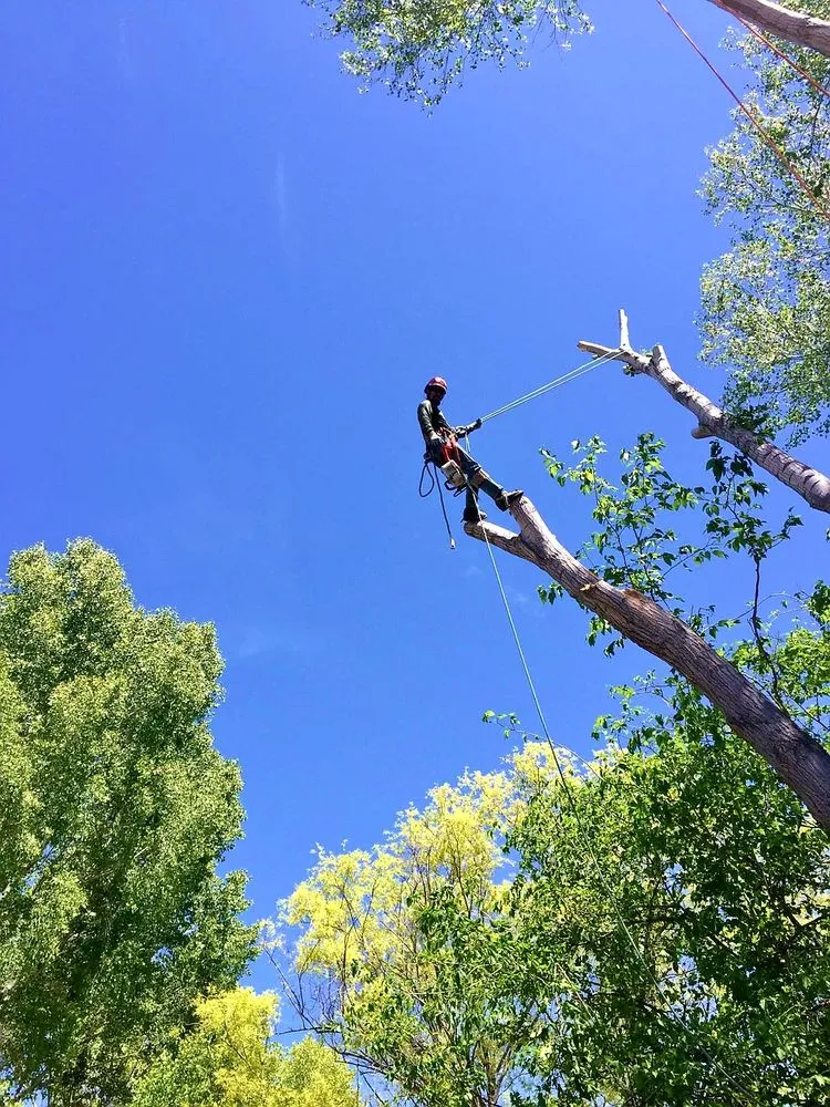 Trusted yard cleanup service experts serving Camp Verde, AZ - Joshua Tree & Landscape