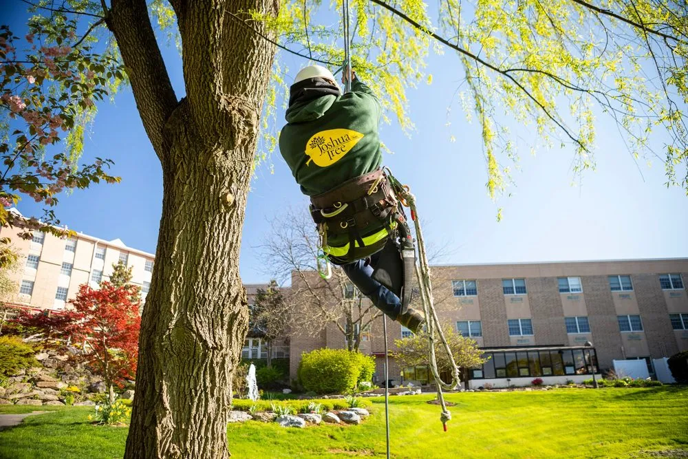 Professional lawn care service near you in Huntersville, NC by Joshua Tree Experts