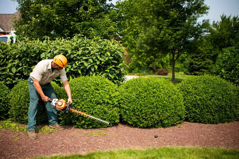 Affordable lawn mowing service in Huntersville, NC by Joshua Tree Experts