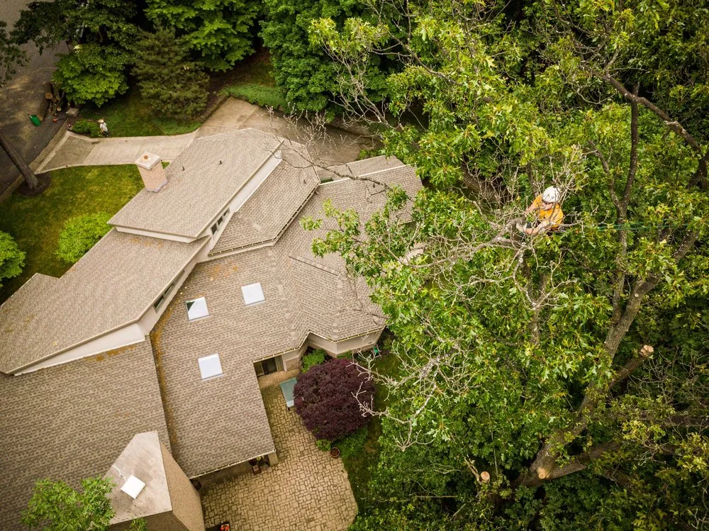 Affordable landscaping services experts serving Huntersville, NC - Joshua Tree Experts