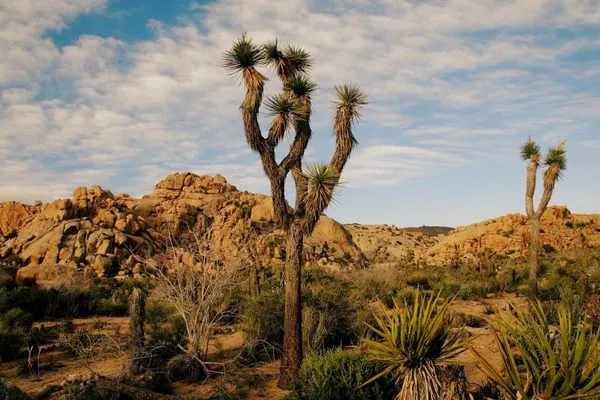 Joshua Tree Landscape & Grounds Maintenance