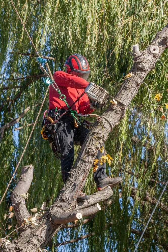 Reliable lawn mowing service in Valley Center, KS - Joshua Tree Lawn and Garden
