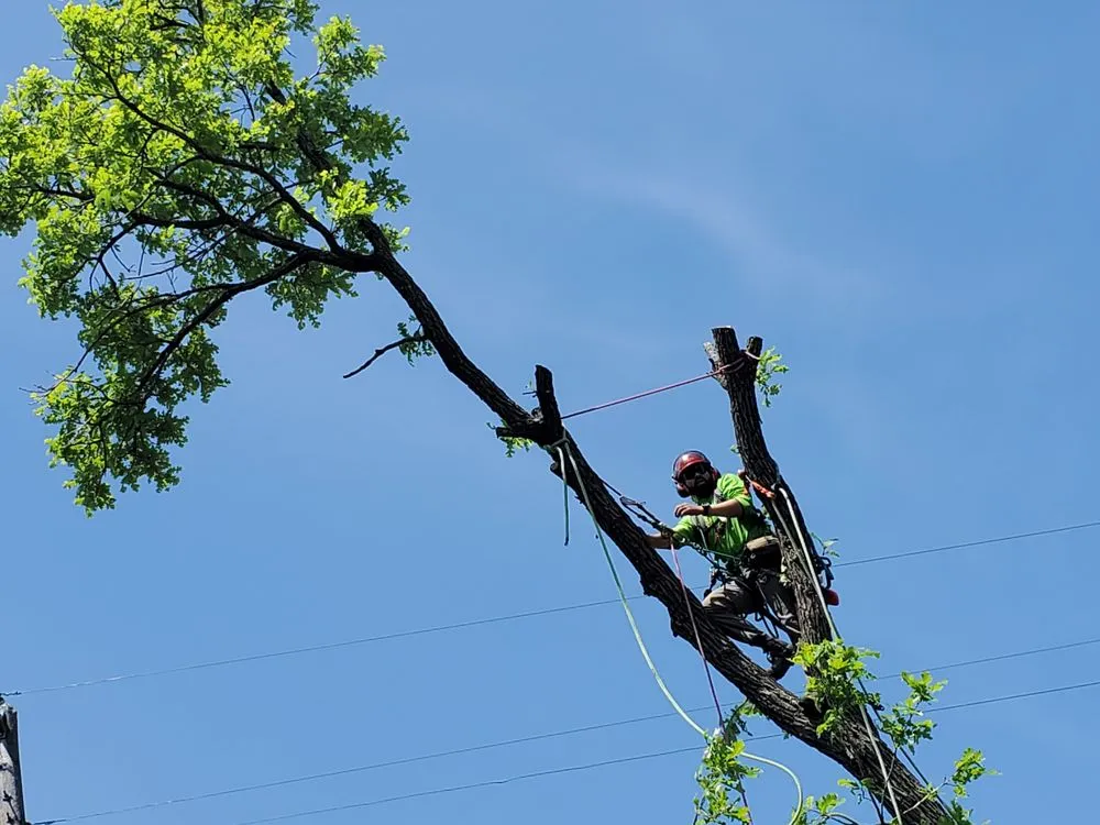 Trusted residential landscaping for outdoor upgrades in Valley Center, KS by Joshua Tree Lawn and Garden