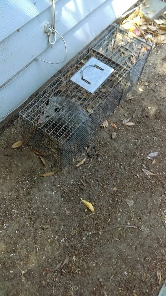 Expert outdoor landscaping in Paso Robles, CA - Joshua's Landscape & Pest Control