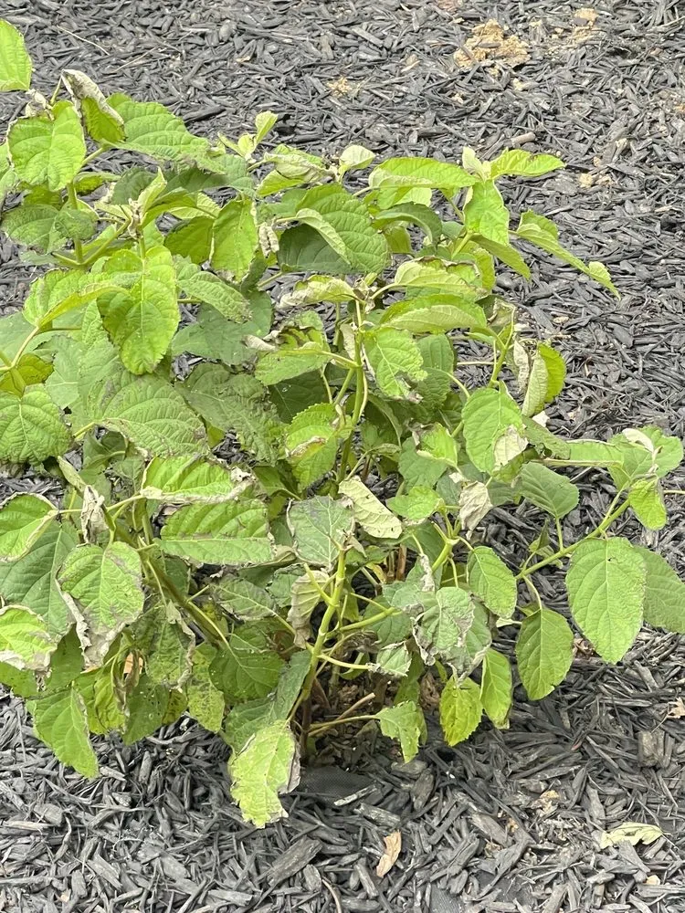 Local lawn mowing service in Swansea, IL by Joshua’s landscape and design