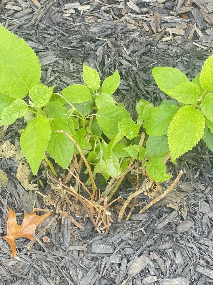 Affordable landscaping services for year-round maintenance in Swansea, IL by Joshua’s landscape and design