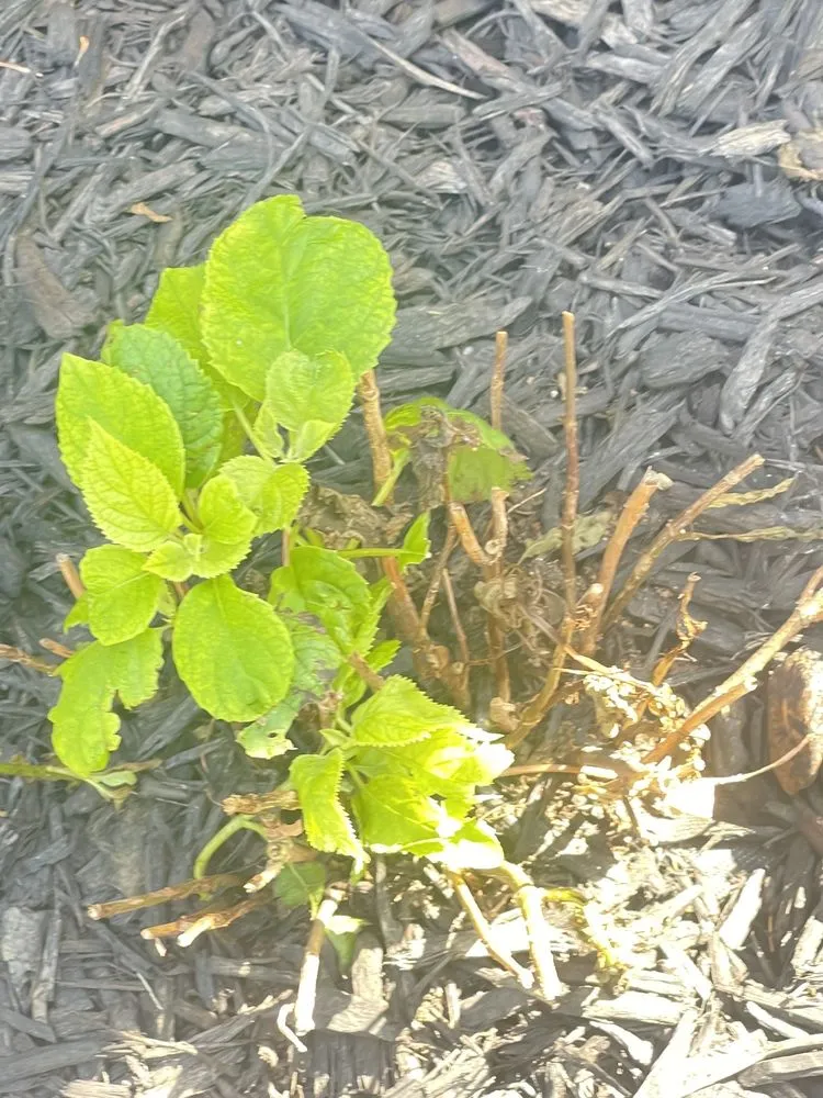 Custom landscape design experts serving Swansea, IL - Joshua’s landscape and design