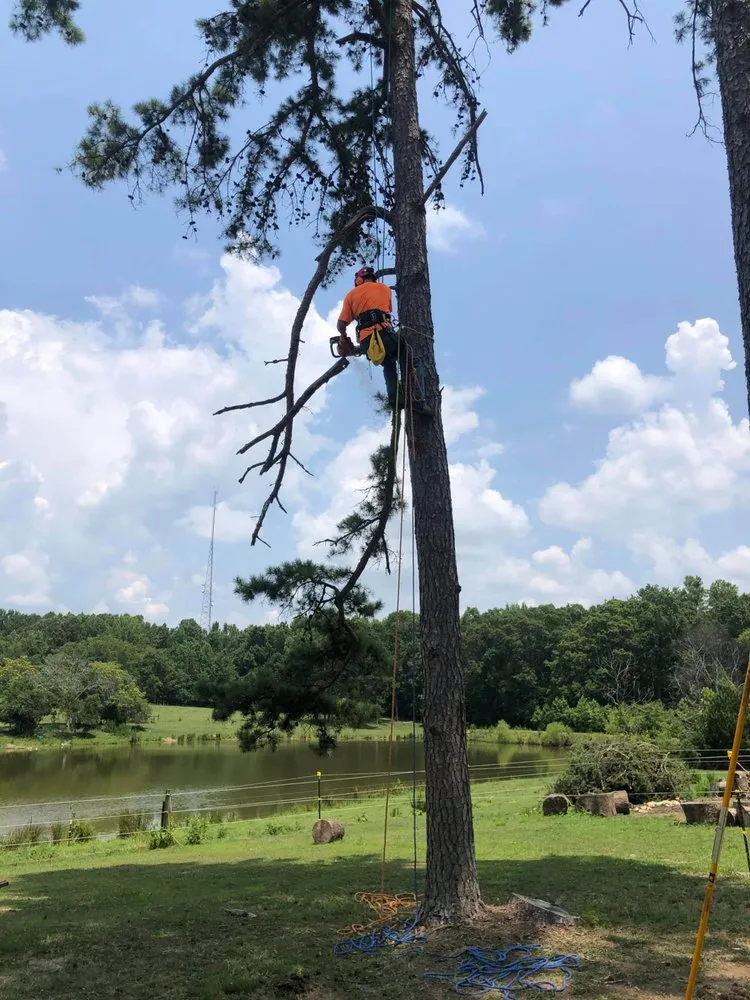Expert yard cleanup service in Greensboro, NC by Joshua's Tree Service
