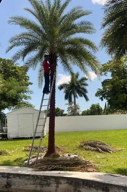 Top-rated lawn care service for outdoor upgrades across Miami, FL - Josue Landscaping