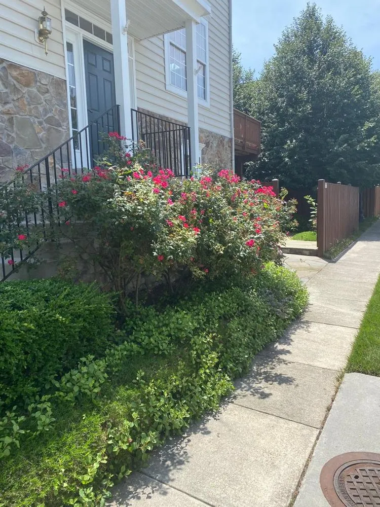 Expert yard maintenance in Manassas, VA - Josue Landscaping Services