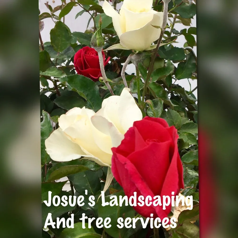 Reliable lawn care service for beautiful yards across Simi Valley, CA - Josue's Landscaping and Tree Service